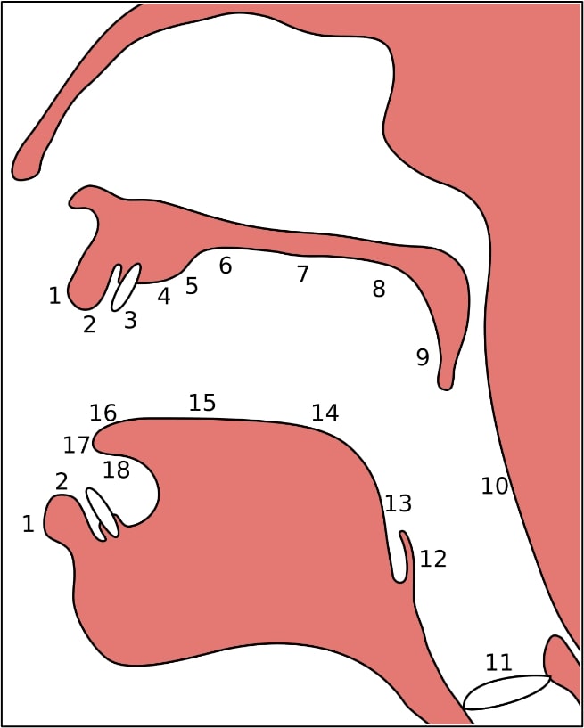 حفره دهانی و محل تشکیل مخرج حروف