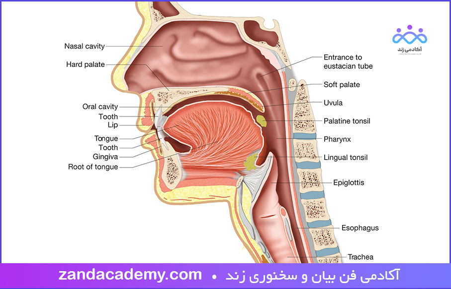 اندام های گفتاری فوقانی