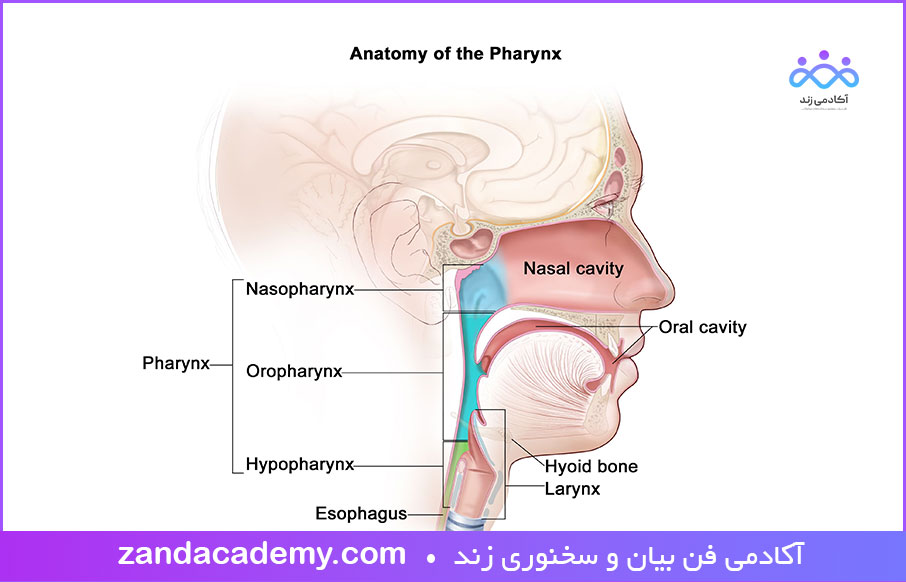 حفره حلق از اندام های گفتاری