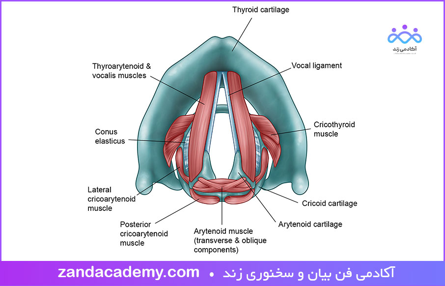 حنجره مهمترین اندام های گفتاری