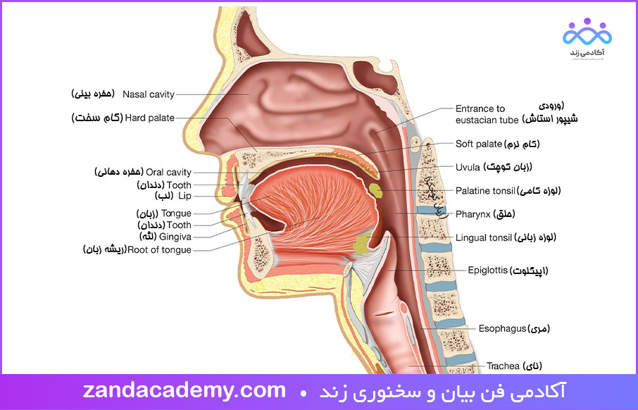 مخرج تلفظ صحیح حروف فارسی