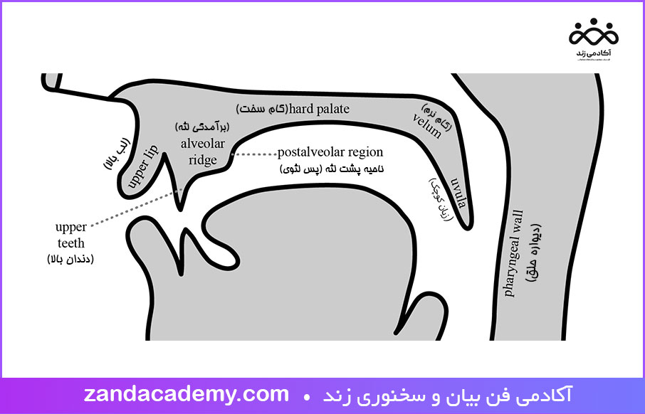 نواحی اندام های گفتاری فوقانی برای ادای هجای حروف